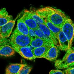 MARCKS like protein Antibody, Novus Biologicals:Antibodies:Primary Antibodies